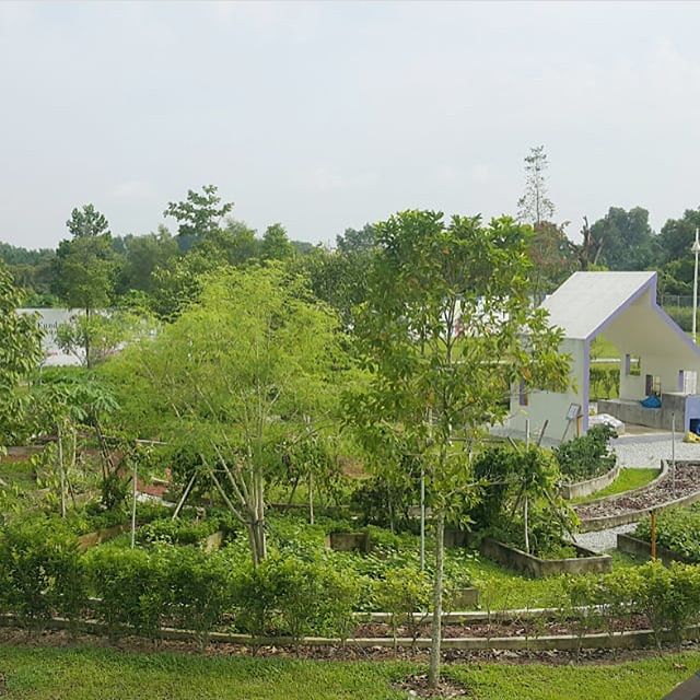 Join us tomorrow afternoon for a FREE TALK on Biodiversity + The Edible Garden Story at Kundang Estates 😎🏼-Saturday, 26 May 20181pm-2pmGamuda Gardens Sales GalleryLot 3825 & 3826, Jalan Sg. Serai, Kg. Sungai Serai 48050 Rawang-THIS TALK WILL COVER--------------------------------• What is Biodiversity• Why do we have biodiversity• How biodiversity relates with people• Importance of Biodiversity• Examples from Kundang Estates linked with biodiversity-AFTER THE TALK--------------------------To those that are interested in visiting Kundang Estates Community Farm, the organisers will arrange vehicle transport to Kundang Estates Gallery after the talk.-ABOUT THE FACILITATOR--------------------------Eats, Shoots & Roots is a social enterprise founded in 2012 to empower urbanites with the skills and tools to grow their own food.-HOW TO REGISTER------------Walk-In (free entry)-WHO TO CONTACT--------------------For enquiries, drop us a DM #eatsshootsandroots #garden #plants #veggies #biodiversity #green #grow