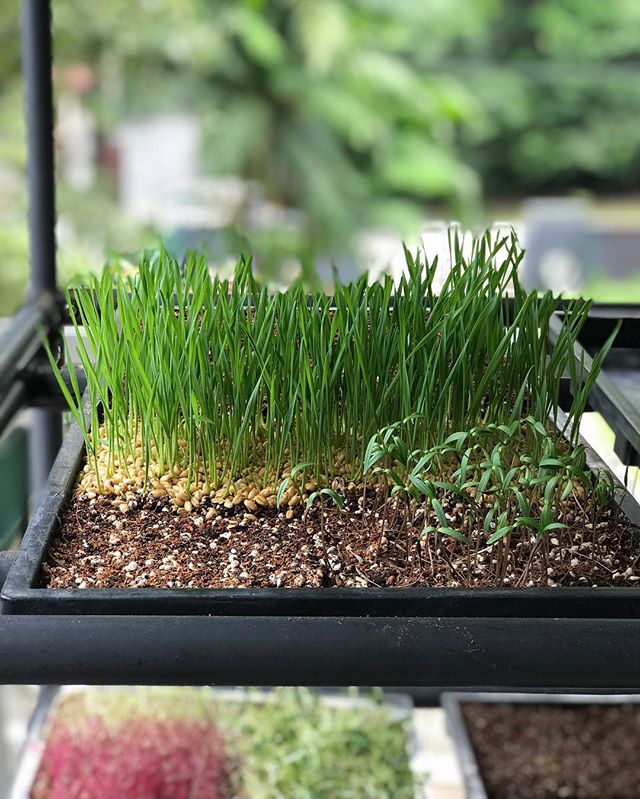 Prepping for our microgreens workshop happening at the end of the month at @ilhamgallerykl ..DATE:Saturday, 29 September 2018.TIME:Morning Session: 10:30am - 12pmAfternoon Session: 2pm - 3:30pm.FEES:RM135 Normal RateRM105 Special Rate*.REGISTER:http://microgreens.eatsshootsandroots.com--*If you register before 17 September 2018 OR bring a friend along(inclusive of printed guide and microgreens growing kit worth RM59)#eatsshootsandroots #green #workshop #plant #vegetables #herbs #microgreen #growyourown #cookyourown